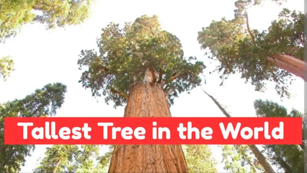 Tallest Tree in the World